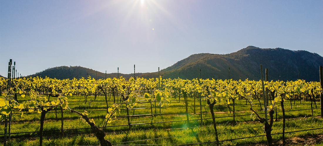 Mount Langi Ghiran vines